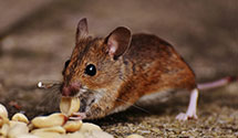 24 Hour & Emergency Exterminators in Amorita, OK